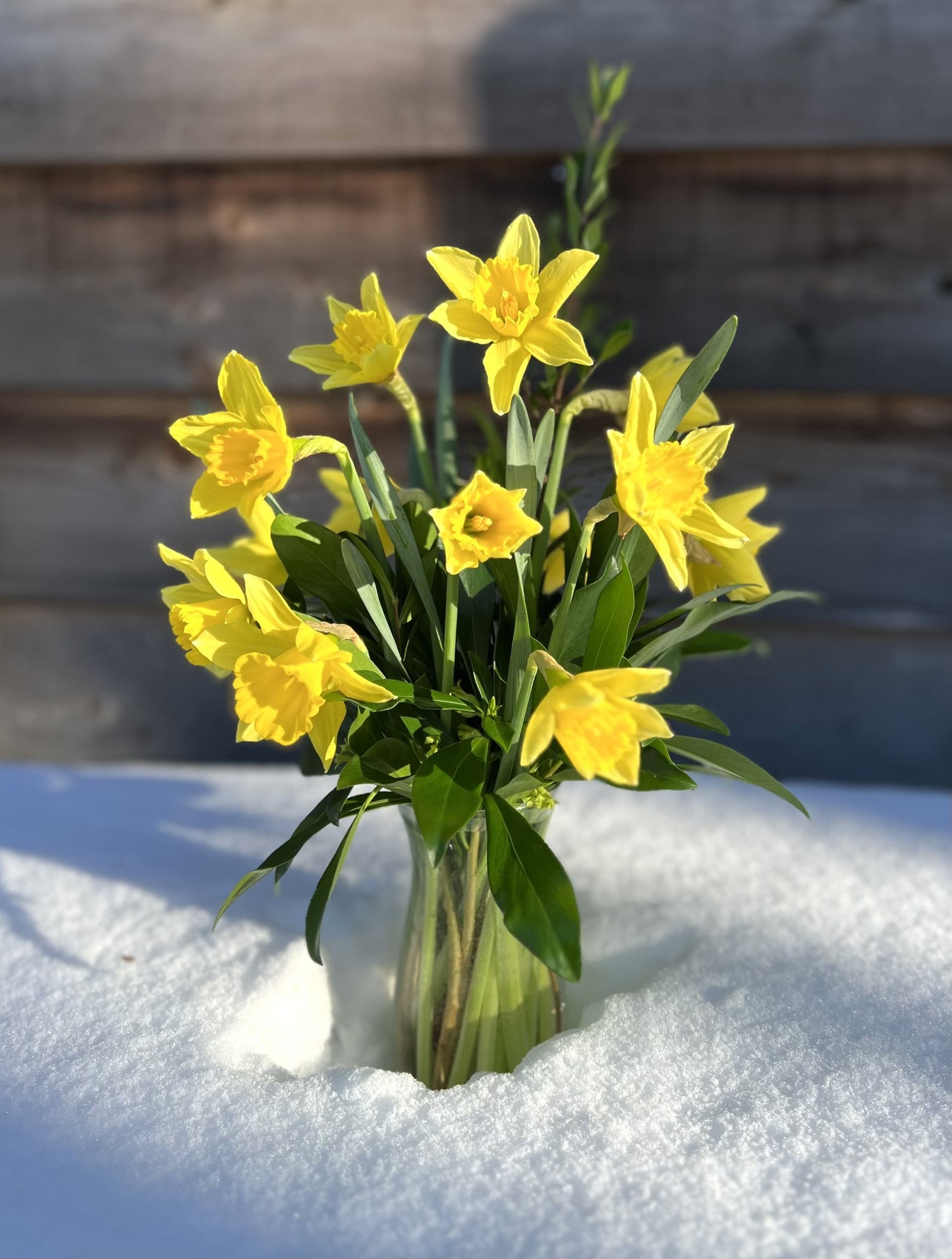 Daffodil Dozen Arrangement