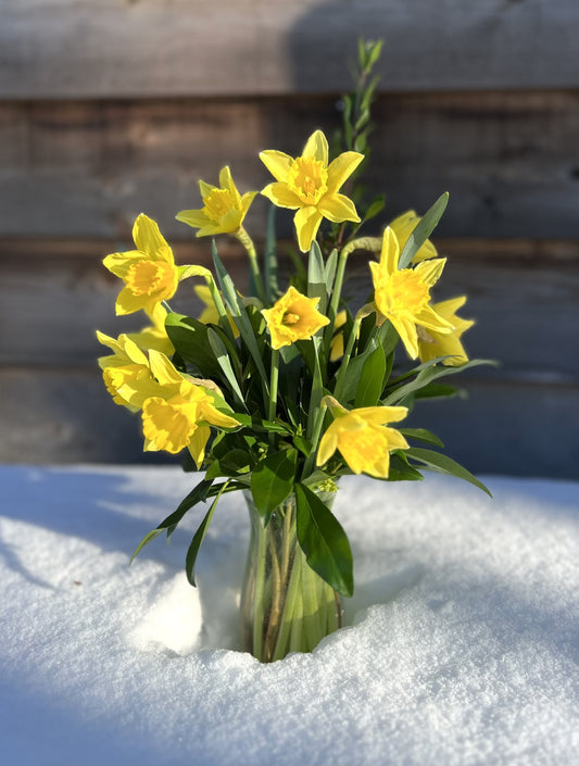 Daffodil Dozen Arrangement