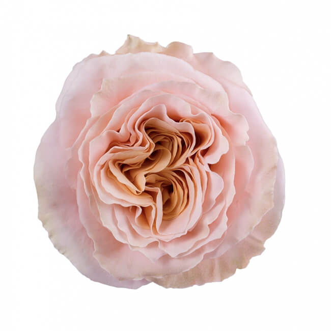 Dozen Rose Arrangement
