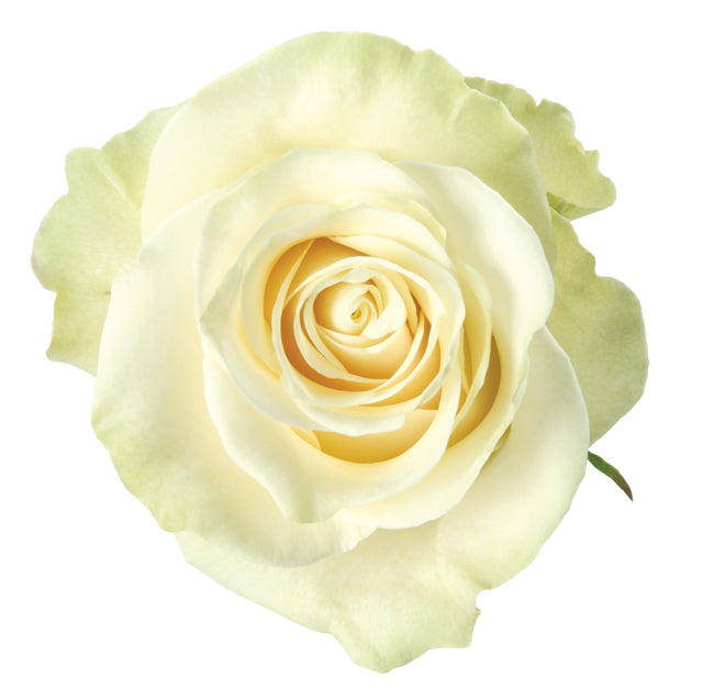 Dozen Rose Arrangement