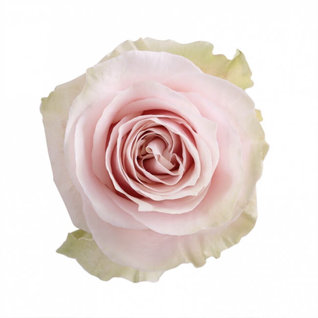 Dozen Rose Arrangement