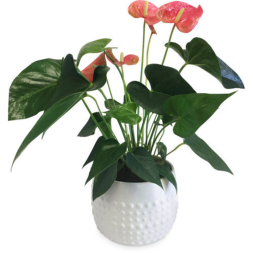 Red flowered Anthurium houseplant in a ceramic vase.