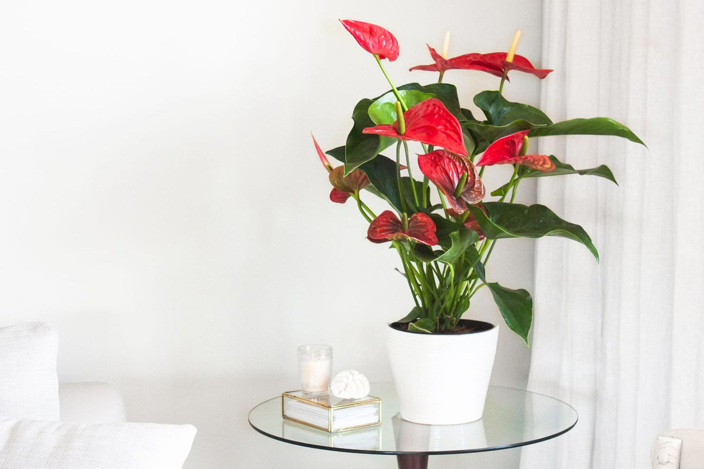 Flamingo A-Go-Go Lily ~ A 6" Anthurium plant with a Ceramic Pot