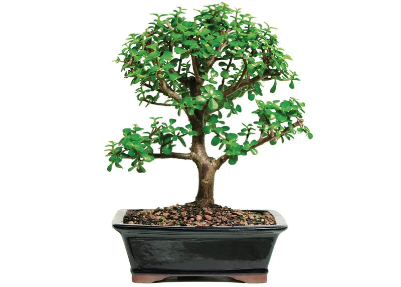 Bonsai jade tree in a black pot.