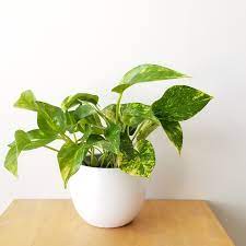 Variegated Pothos houseplant in a ceramic vase.