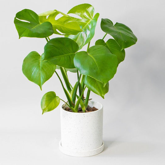 Monstera houseplant in a ceramic vase.