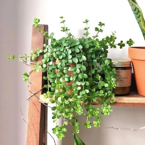 Peperomia houseplant on a shelf.