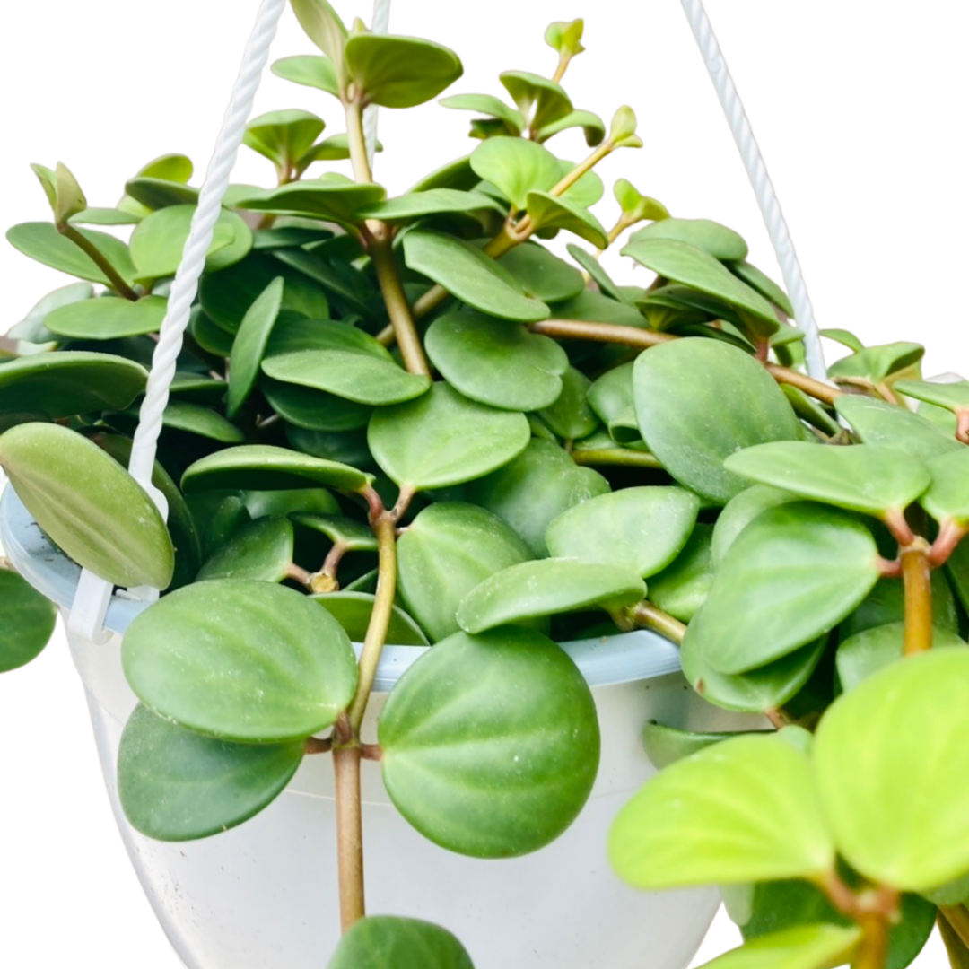 Close up of Peperomia leaves.