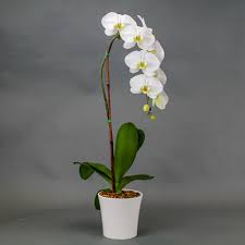 Waterfall phalaenopsis orchid in a pot.