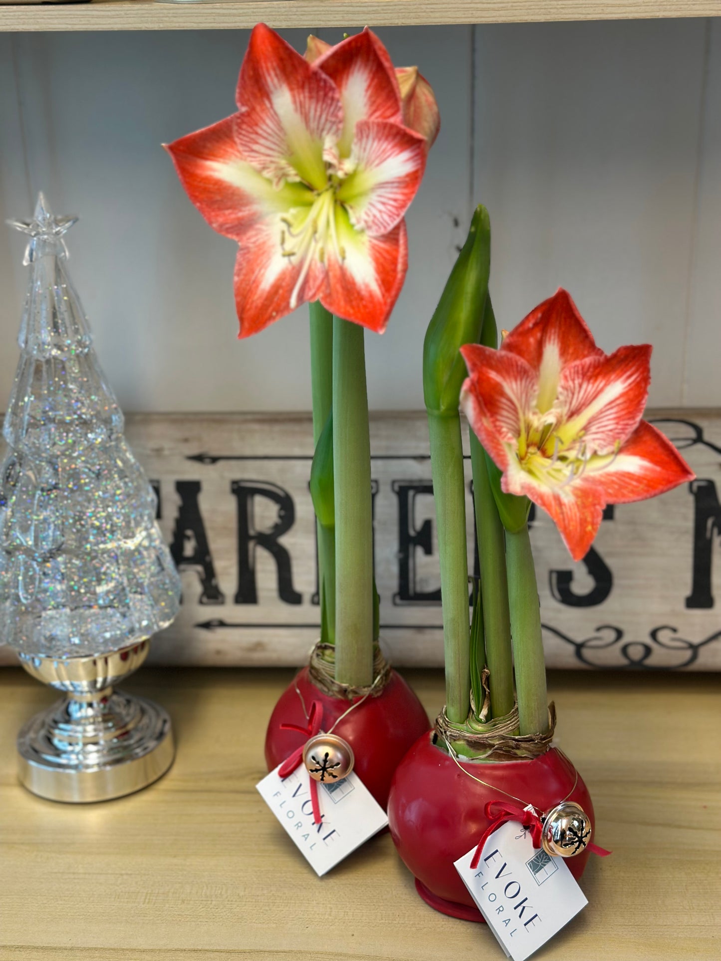 Waxed Amaryllis