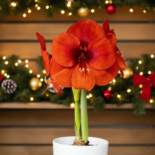 Large red flower in a pot Vancouver Island flower shop