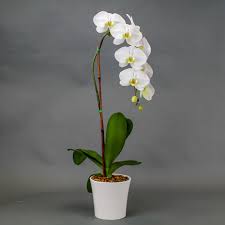 Waterfall phalaenopsis orchid in a pot. 